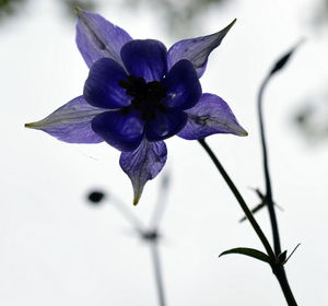 Close-up of purple flower