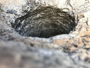 Close-up of lizard on rock