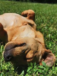 Close-up of a dog sleeping on field