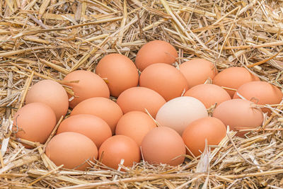 Close-up of eggs in nest