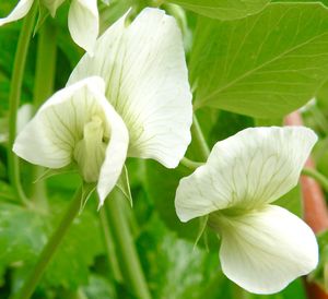 Close-up of fresh white flowers blooming outdoors