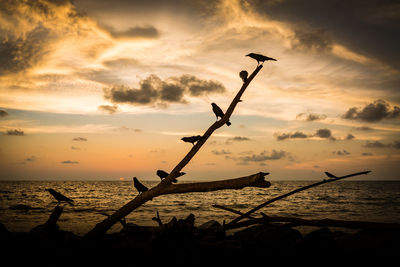 Silhouette birds on beach against sky during sunset