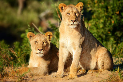 Portrait of a lion