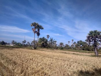 Scenic view of agricultural field against sky