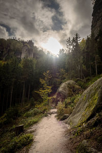 Footpath amidst trees in forest against sky