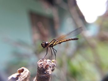 Close-up of damselfly on leaf