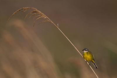 Close-up of bird perching