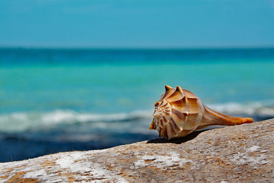 Close-up of seashell on wood against sea