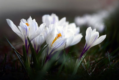 Close-up of white crocus flowers on field