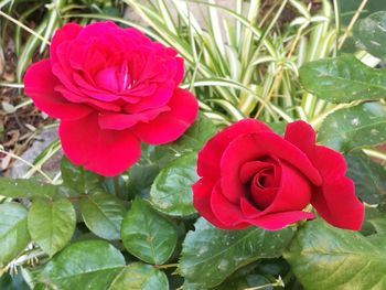 Close-up of red rose blooming outdoors
