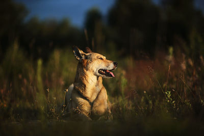 Dog looking away on field