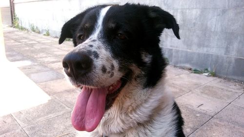 Close-up of dog looking away