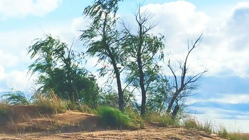 Trees on landscape against sky