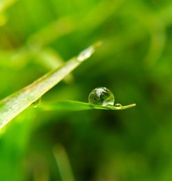 Close-up of green leaf on plant