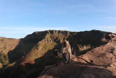 Monkey sitting on a mountain