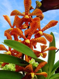 Close-up low angle view of flowers