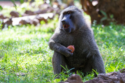 Monkey sitting on field