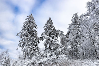 Low angle view of snow covered trees against sky