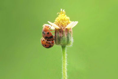 Close-up of bee on flower