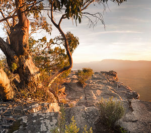 Rock formation by tree against sky during sunset