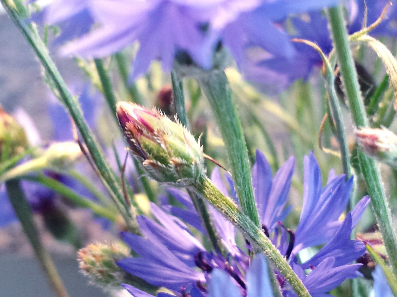 Cornflower bud