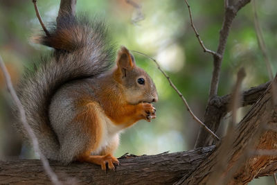 Squirrel on a tree