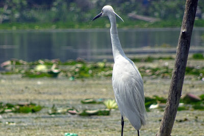 Close-up of gray heron perching on tree by lake