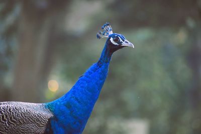 Close up shot of peacock bird