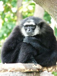 Portrait of black cat sitting at zoo