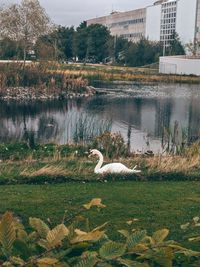 Swan swimming in lake