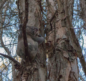 Low angle view of tree trunk in forest