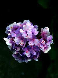 Close-up of pink hydrangea flowers in park