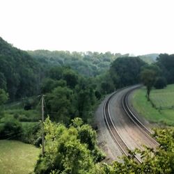 Road passing through forest