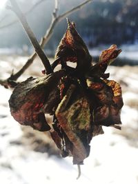 Close-up of lizard on snow against sky