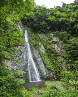 Scenic view of waterfall in forest