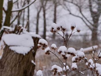 Close-up of snow covered plant on field