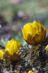 Close-up of red flower