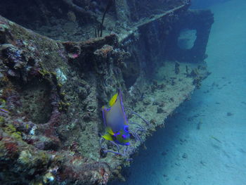 Close-up of fish swimming in sea