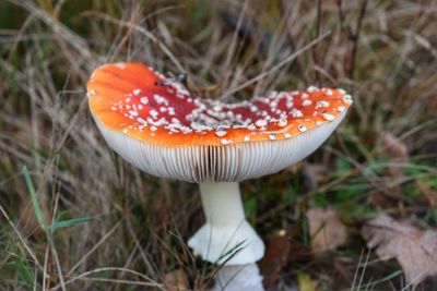 Close-up of fly agaric mushroom on field