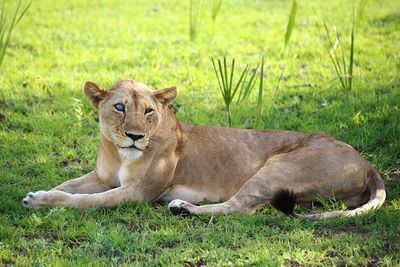 View of a cat resting on field