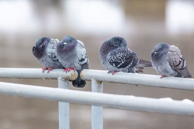 Close-up of pigeons perching on railing