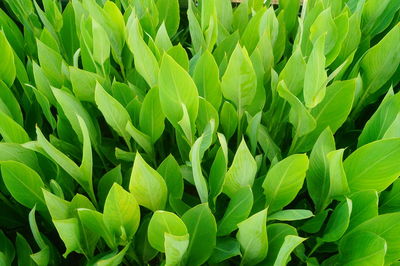 Full frame shot of green leaves on field