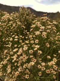 Close-up of flowering plants on field