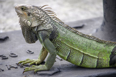 Close-up of a reptile looking away