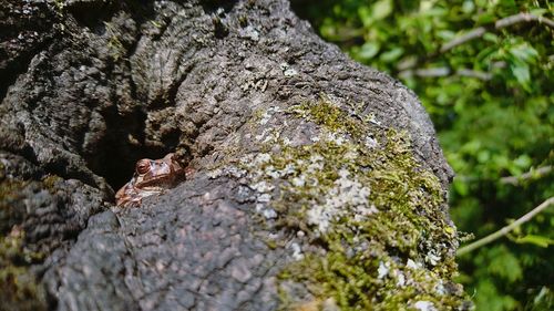 Close-up of lizard on tree trunk