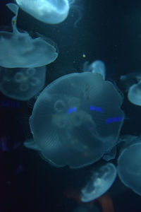 Close-up of jellyfish in sea