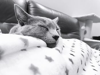 Close-up of cat sleeping on bed