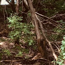 View of trees in forest