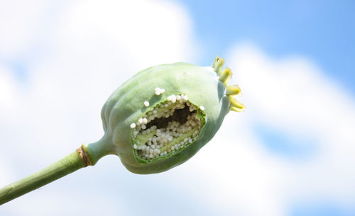 Close-up of green flower bud against sky