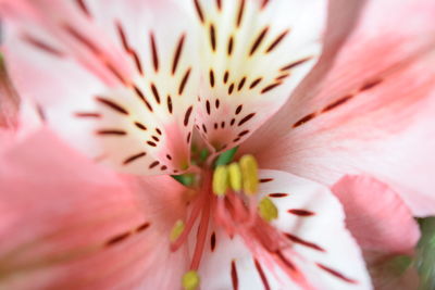 Close-up of pink flower